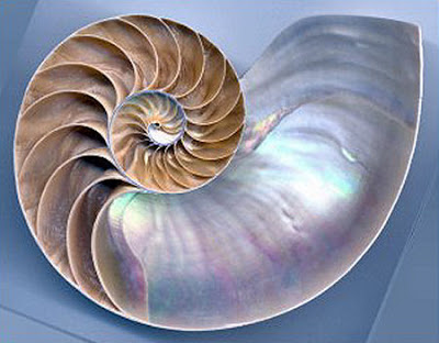 spiralshell