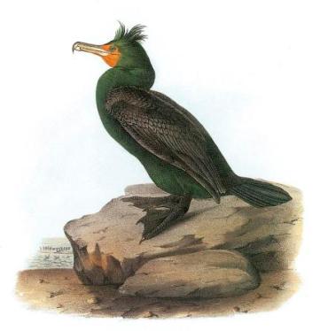 double-crested-cormorant-john-james-audubon